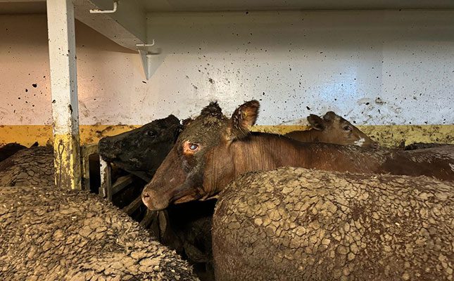 Photo: Cattle on board the Al Kuwait ship, which docked in Cape Town in February 2024. Source: The National Council of SPCA