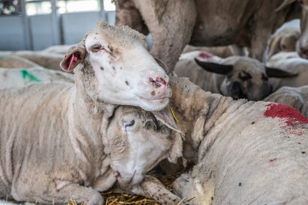 https://weanimals.org/